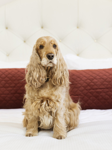 Hund som sitter i säng på hotell