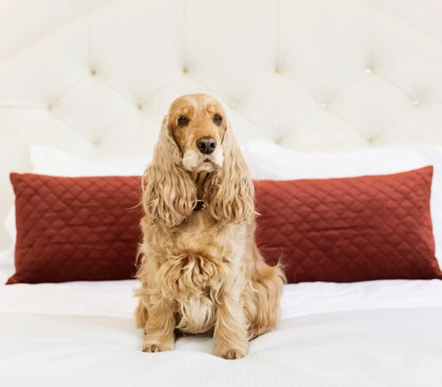 Dog sitting on a bed