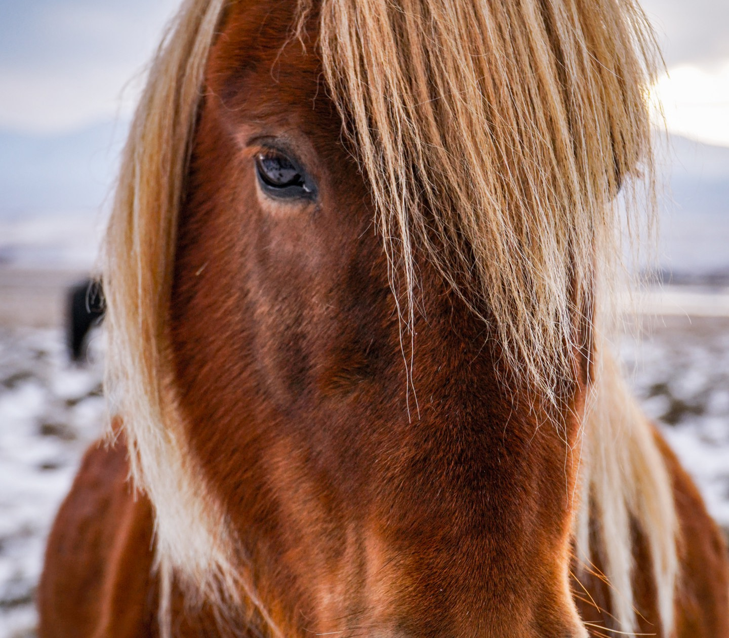 Islandshäst i vinterlandskap