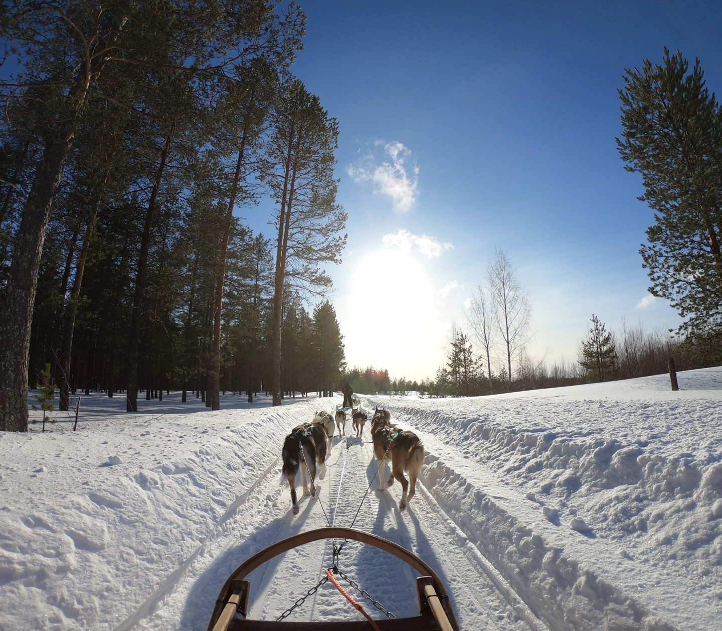 Hundspann i vinterlandskap