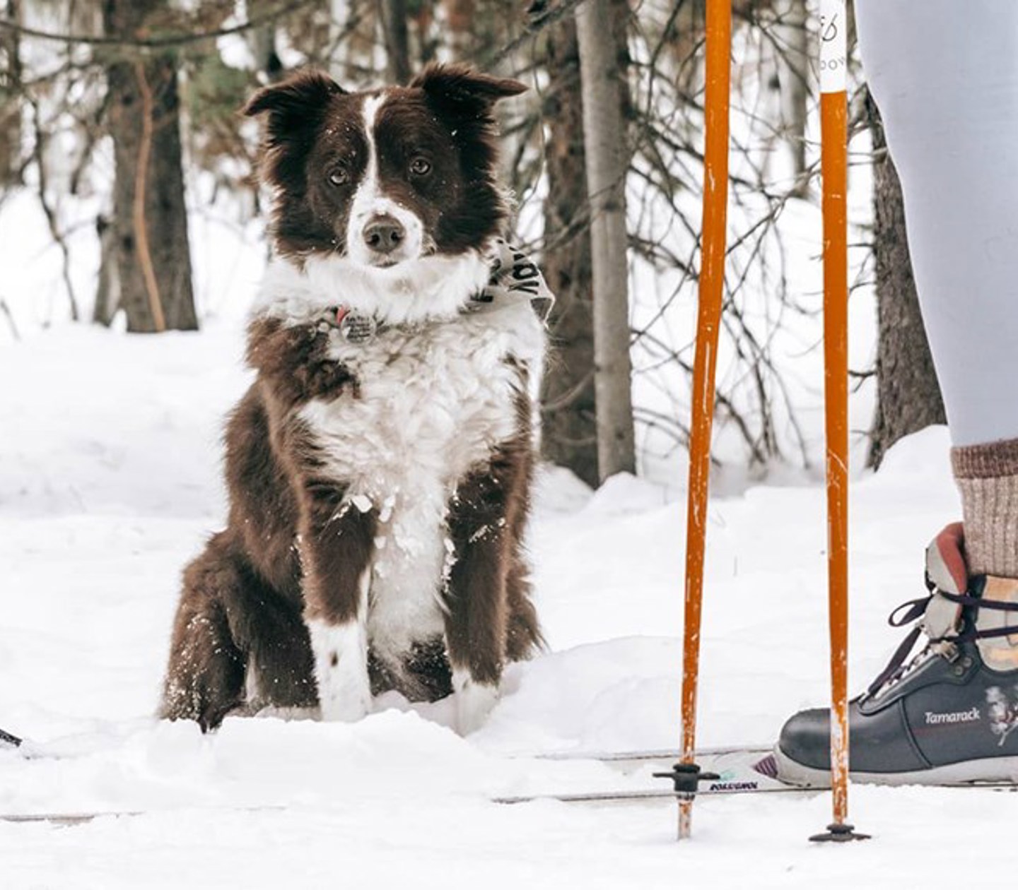 Hund och längdskidåkare i snötäckt landskap