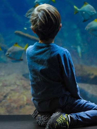 Ett barn beundrar fiskar i ett akvarium