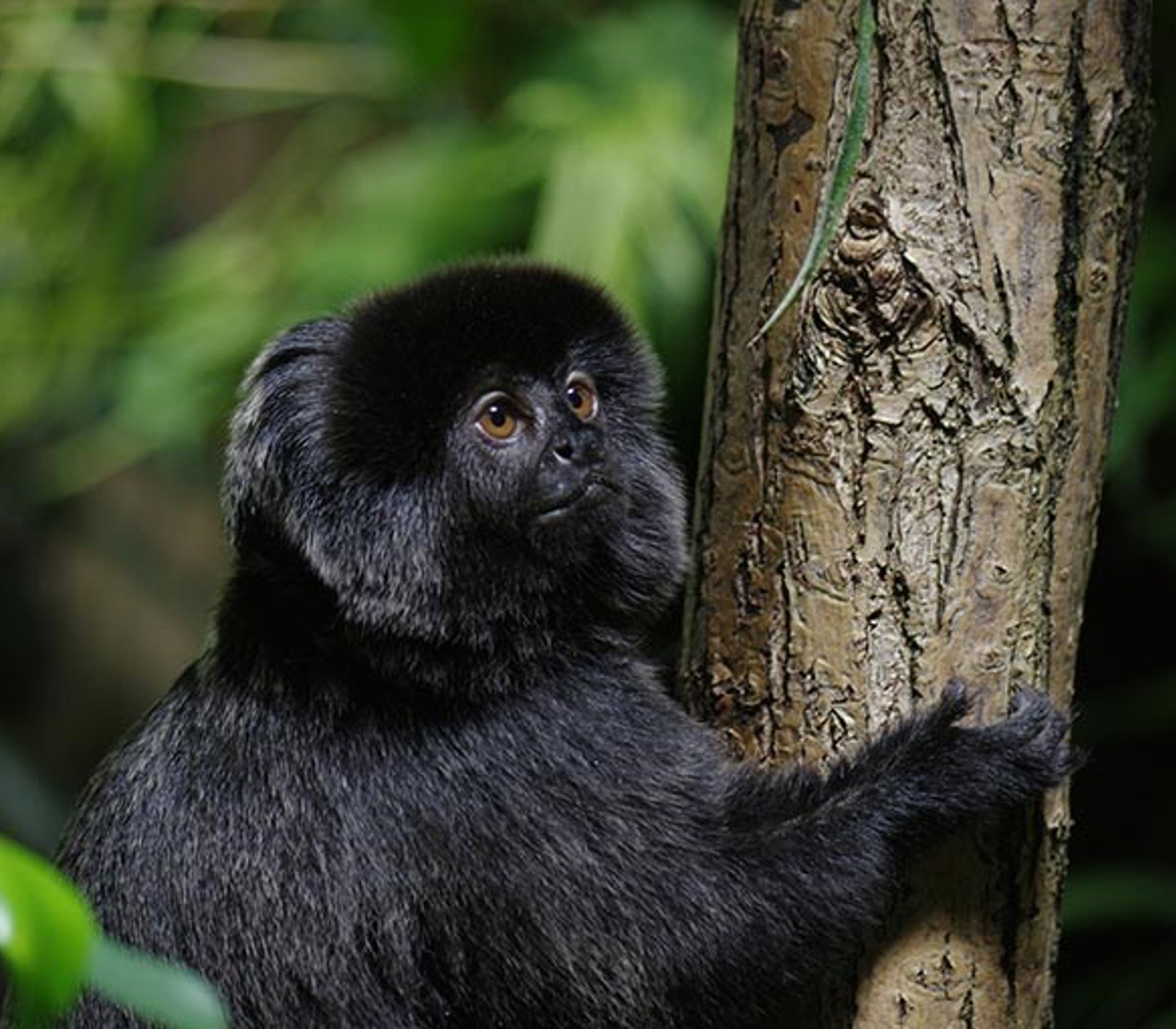 En apa på ett träd
