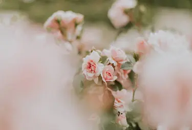 Rosa rosor