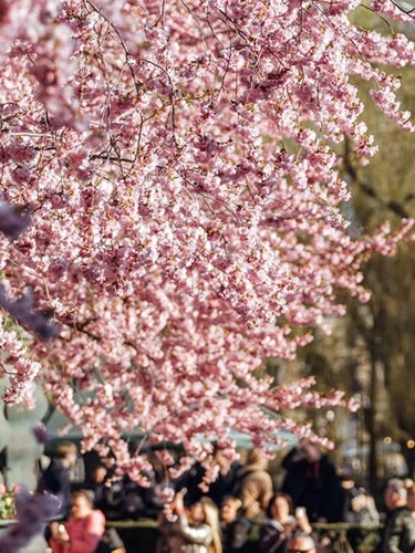 Närbild på blommande körsbärsträd, med människor i bakgrunden