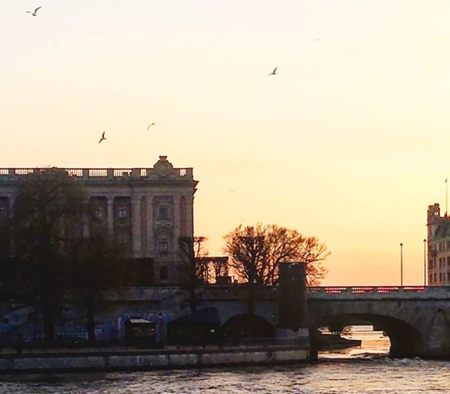 Måsar flyger runt över en bro i Stockholm