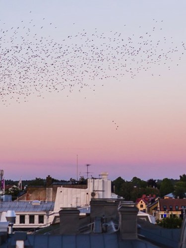 Fåglar som flyger över Växjö